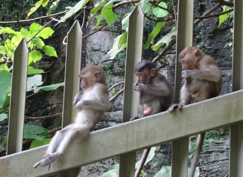Ipoh - aapjes kijken bij Kek Lok Tong