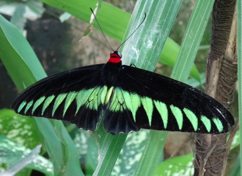 Kuala Lumpur - Butterfly Park