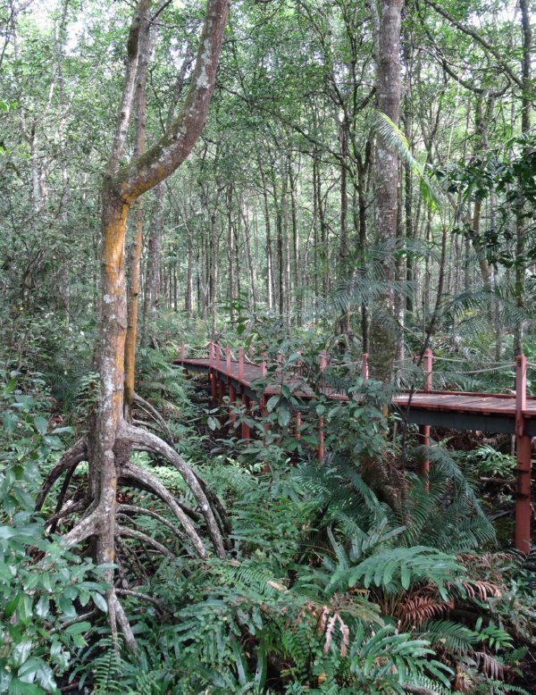Kuala Sepetang - mangrove park