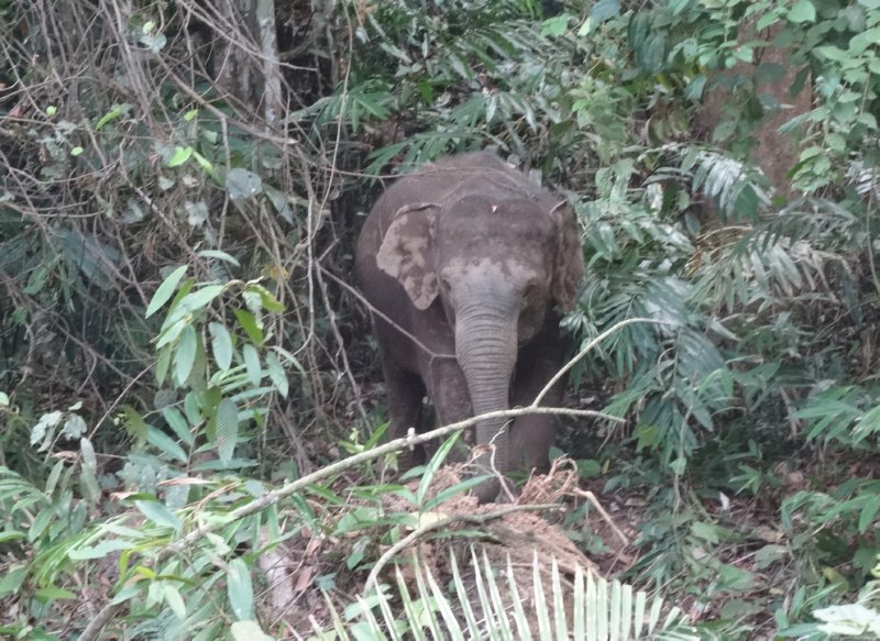 Khao Yai National Park - Aziatische olifant