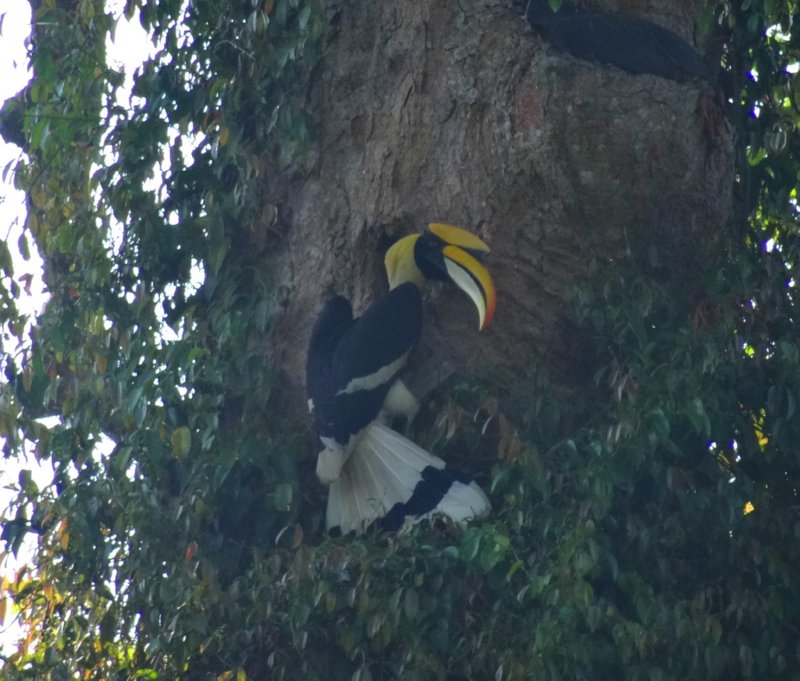 Khao Yai National Park - great hornbill bij nest