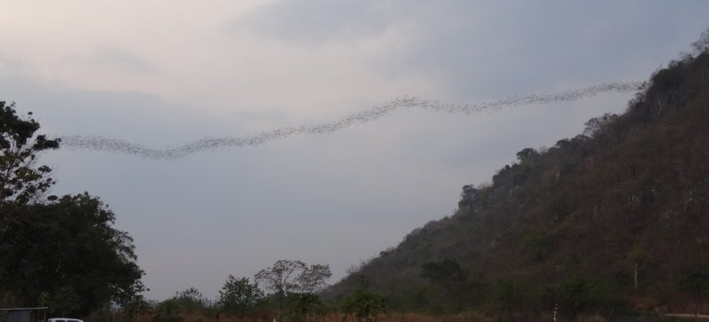 Khao Yai National Park - wrinkeled lip bats