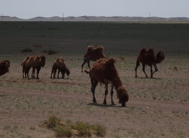 Baga Gazryn Chuluu naar Tsagaan Suvraga - kamelen met jongen