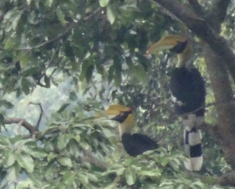 Bokor National Park - Great Hornbill familie