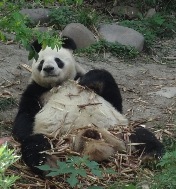 Chengdu - Giant panda research station - reuzenpanda aan het eten