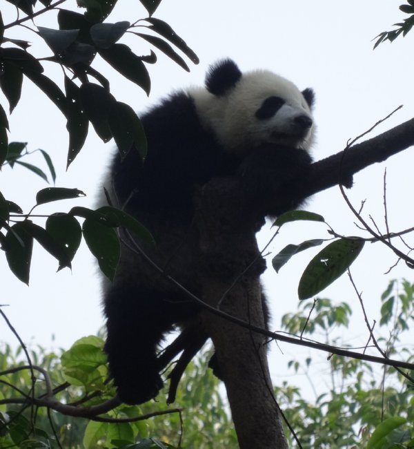 Chengdu - Giant panda research station - reuzenpandaatje in boom