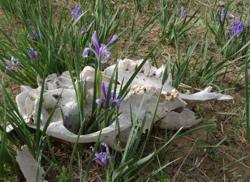 Khongoryn Els - paarse bloemen door schedel
