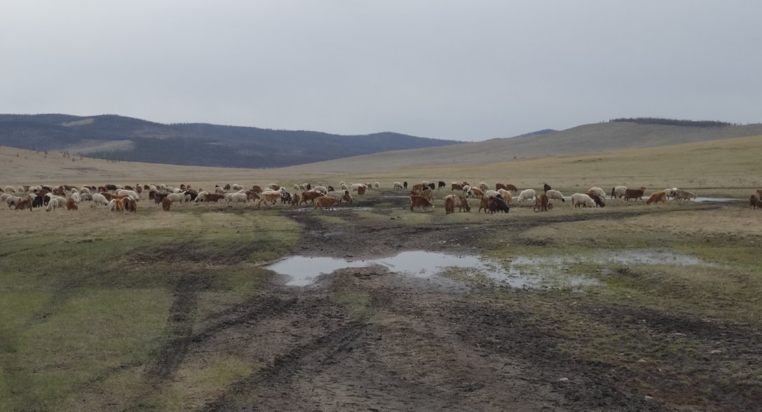 Khökh Nuur omgeving - schapen en geiten op de modderweg