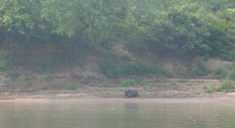Nong Khiaw - varkenshouderij langs Nam Ou rivier