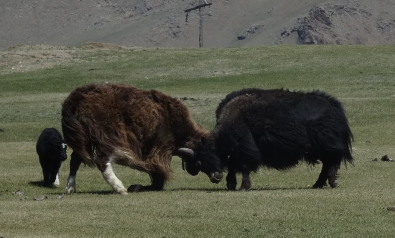 Tsetserleg naar Tsagaan Nuur - vechtende yaks