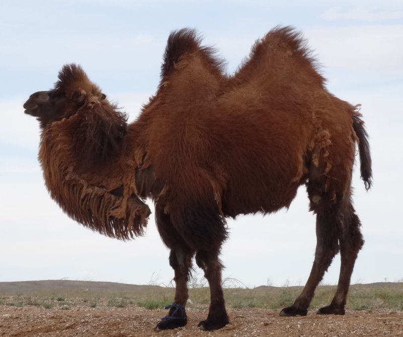 Zamyn Uud naar Ulaanbaatar - kameel
