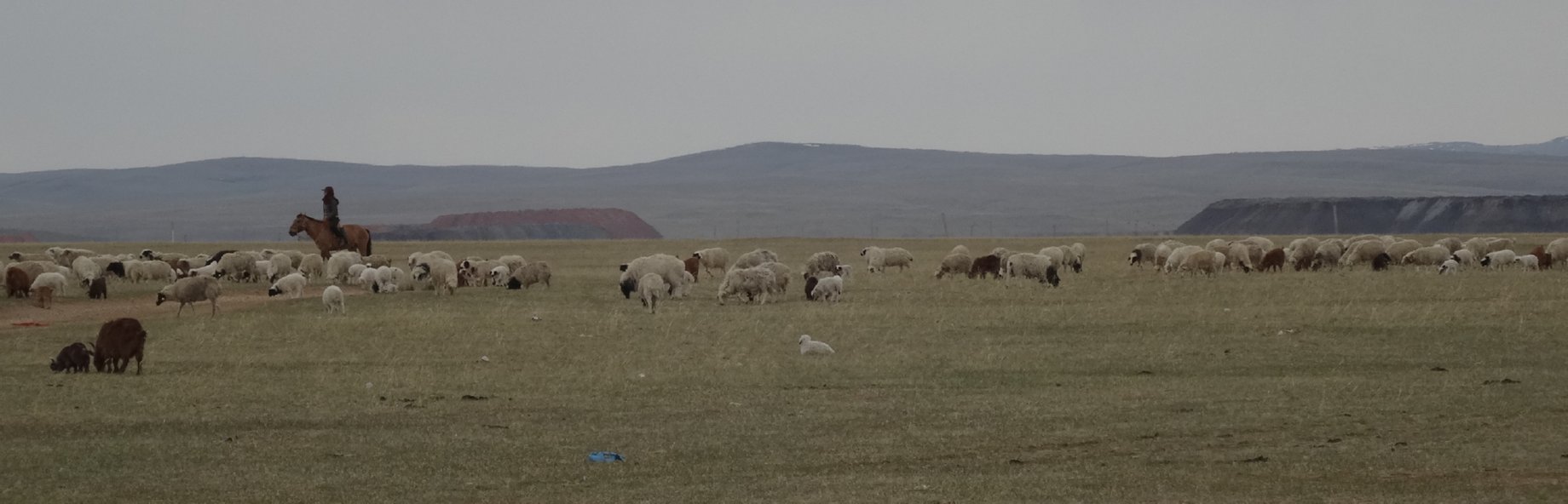 Zamyn Uud naar Ulaanbaatar - schaapskudde met herder te paard