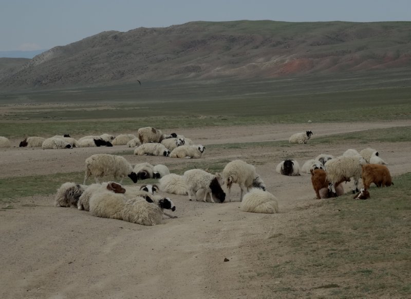 Züüngov naar Uvs Nuur - schapen op de weg