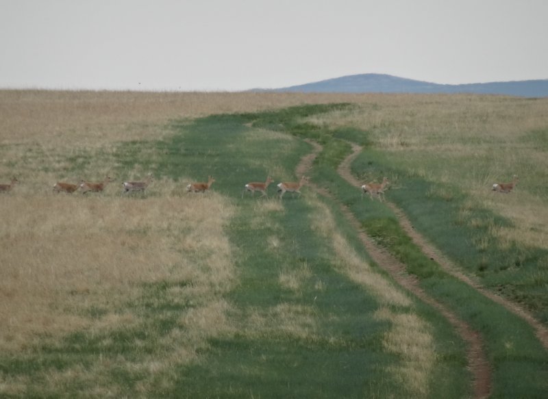 natuurpark Toson Khulstai - witstaart gazelles steken pad over