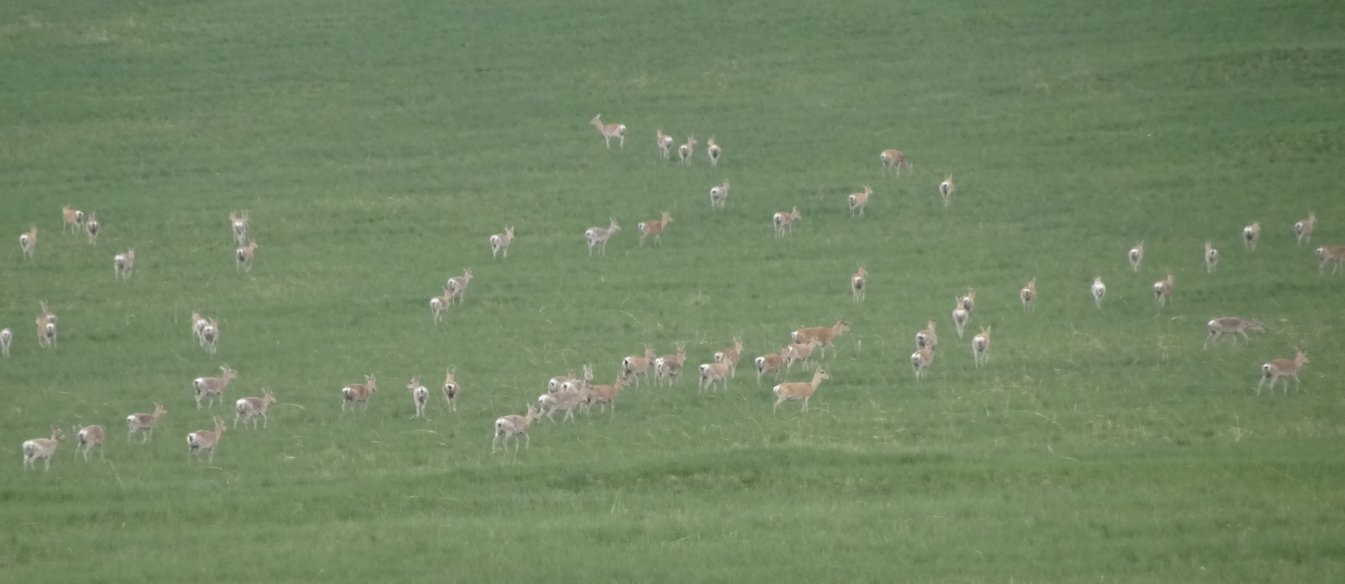 natuurpark Toson Khulstai - witstaart gazelles