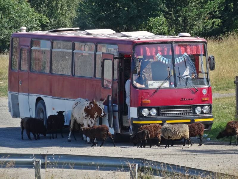 Ferapontovo naar Petrozavodsk - Svir rivier - koe en schapen bij bus