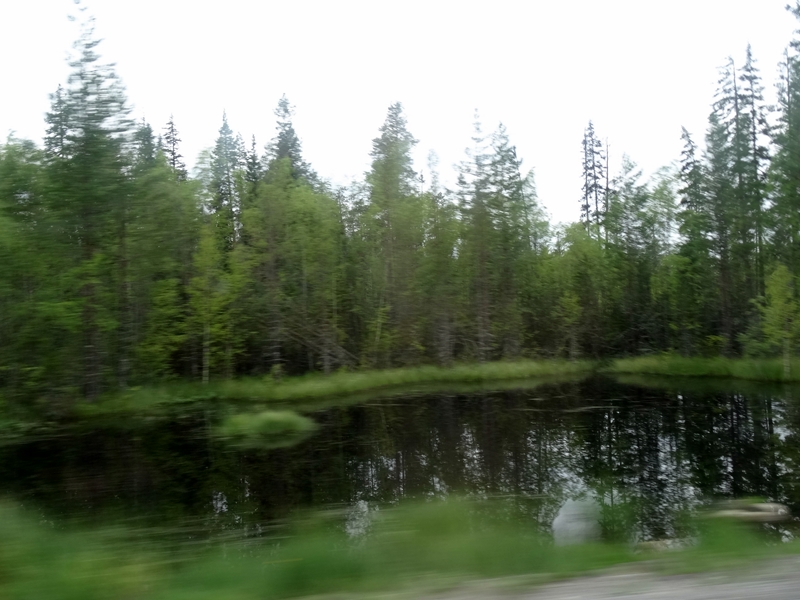 Rabocheostrovsk naar Pushkin - vennetjes, moerassen en bossen (5)
