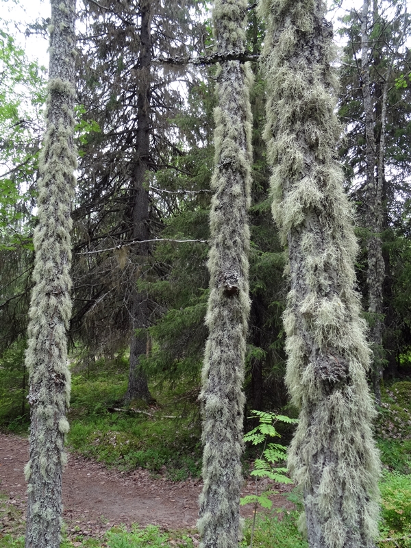 Solovetski - bemoste bomen